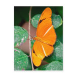Orange Julia Butterfly