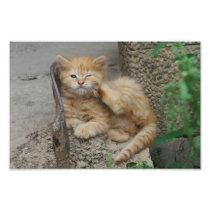 Orange kitten feels itchy
