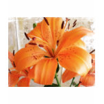Orange Lilies: Flowers: t-shirts