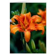 Orange Lilly Card