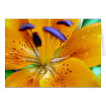 Orange Lilly Flower Close-up Cards