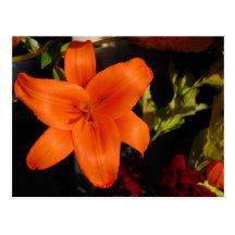 Orange Lilly Postcard