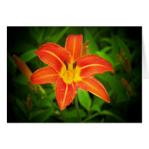 Orange Lily Card