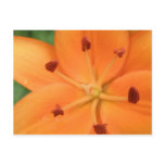 Orange Lily Floral Postcard