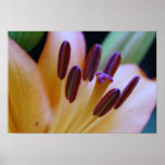 Orange Lily "Glow" Poster