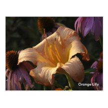 Orange Lily & Purple Cone Flowers, Orange Lilly Postcards