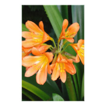Orange Lily with Multiple Blooms Personalized Stationery