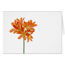 Orange lilys greeting cards