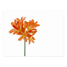 Orange lilys postcards
