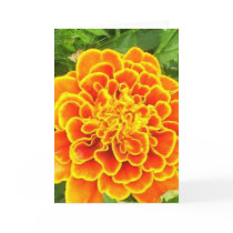 Orange Marigold Greeting Card