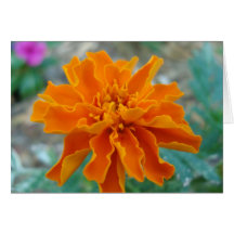 Orange Marigold Note Cards