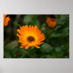 Orange Marigold | Orangefarbene Ringelblume Posters