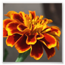 Orange Marigold Photographic Print