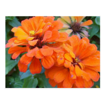 Orange Marigolds Post Cards