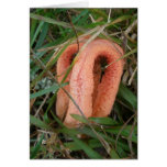 Orange Mushroom OBX Notecard