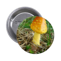 Orange Mushroon Photo Pins