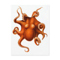 Orange Octopus Postcards