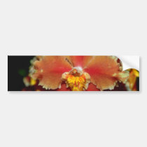 Orange Oncidium flowers bumper stickers