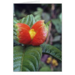 Orange Orange and green plant, Peruvian jungle flo Greeting Card