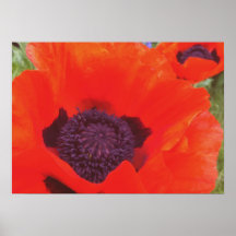 Orange Oriental Poppy Fine Print, 21" X 15"