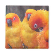 Orange Parrot Magnet