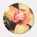 Orange Peach Orchid flowers Fridge Magnet