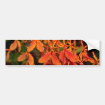 Orange Phalaenopsis flowers Bumper Stickers