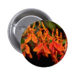 Orange Phalaenopsis flowers Button