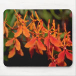 Orange Phalaenopsis flowers Mousepads