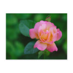 orange-pink rose post cards