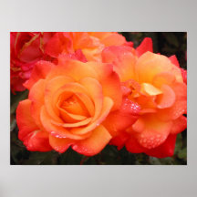 Orange & Pink Roses Poster