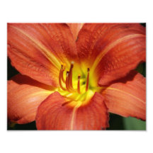 Orange Poppers ! 11 x 8.5 Photographic Print