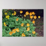 Orange Poppies flowers Posters