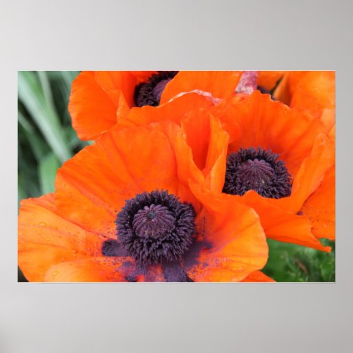 Orange Poppies on Canvas Print