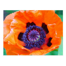 Orange Poppy Flower  Postcard