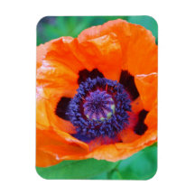 Orange Poppy Flower Premium Magnet