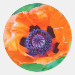 Orange Poppy Flower  Stickers