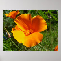 Orange Poppy Posters
