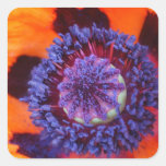 Orange Poppy Up Close Sticker