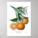 Orange Posters