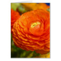 orange ranunculus cards