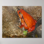 Orange Red Frog Poster