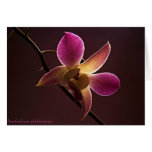 Orange-Red Orchid Cards