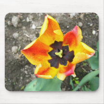 Orange-red tulip mousepad