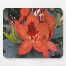 Orange Rhododendron Mouse Pad