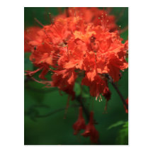 Orange Rhododendron Postcard