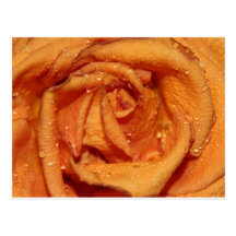 Orange Rose Dewdrops Postcards