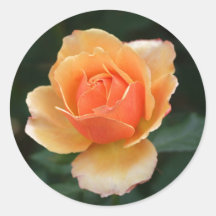 Orange Rose Envelope Stickers