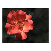 Orange Rose in Full Bloom Photo Art