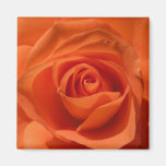 Orange Rose Photo Magnet